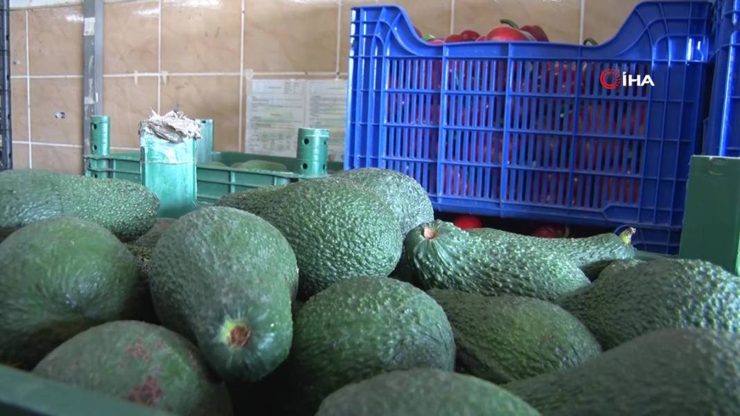 Talebe yetişemiyorlar, adeta yok satıyor! O ilimizde yerli tropikal meyve hasadı başladı 13